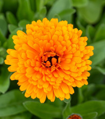 Měsíček lékařský Orange Double - Calendula officinalis - osivo měsíčku - 50 ks