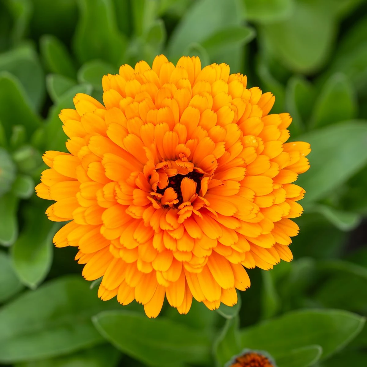 Měsíček lékařský Orange Double - Calendula officinalis - osivo měsíčku - 50 ks