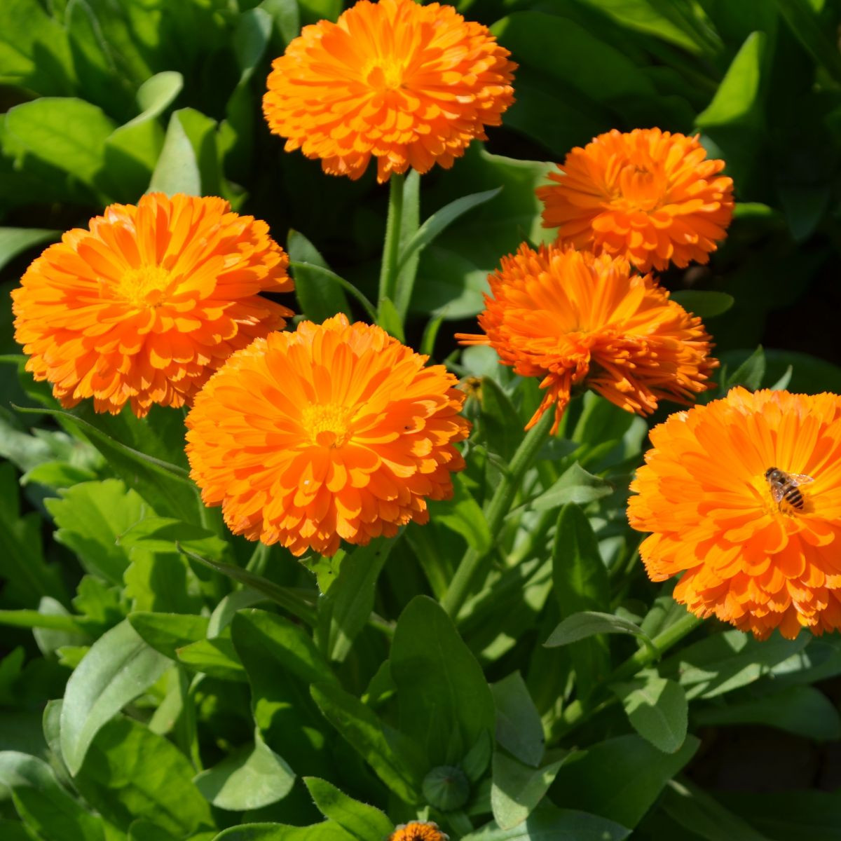 Měsíček lékařský Orange Double - Calendula officinalis - osivo měsíčku - 50 ks