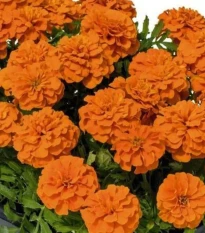 Aksamitník rozkladitý Super Hero Deep Orange - Tagetes patula - osivo aksamitníku - 30 ks