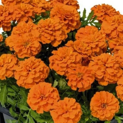 Aksamitník rozkladitý Super Hero Deep Orange - Tagetes patula - osivo aksamitníku - 30 ks