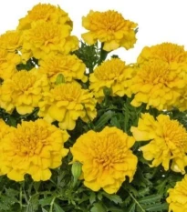 Aksamitník rozkladitý Super Hero Deep Yellow - Tagetes patula - osivo aksamitníku - 30 ks
