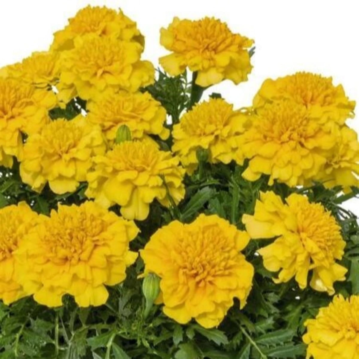 Aksamitník rozkladitý Super Hero Deep Yellow - Tagetes patula - osivo aksamitníku - 30 ks