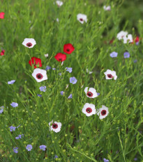 Len setý směs barev - Linum grandiflorum - osivo lnu - 180 ks