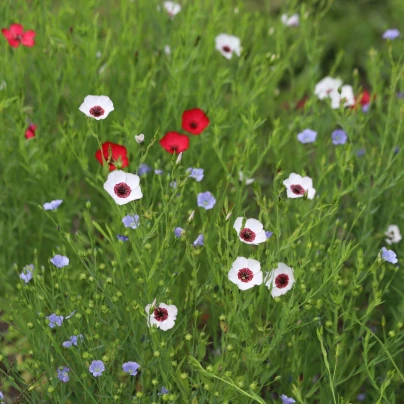 Len setý směs barev - Linum grandiflorum - osivo lnu - 180 ks