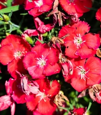 Hvozdík Chiba Red F1 - Dianthus interspecific - osivo hvozdíku - 18 ks