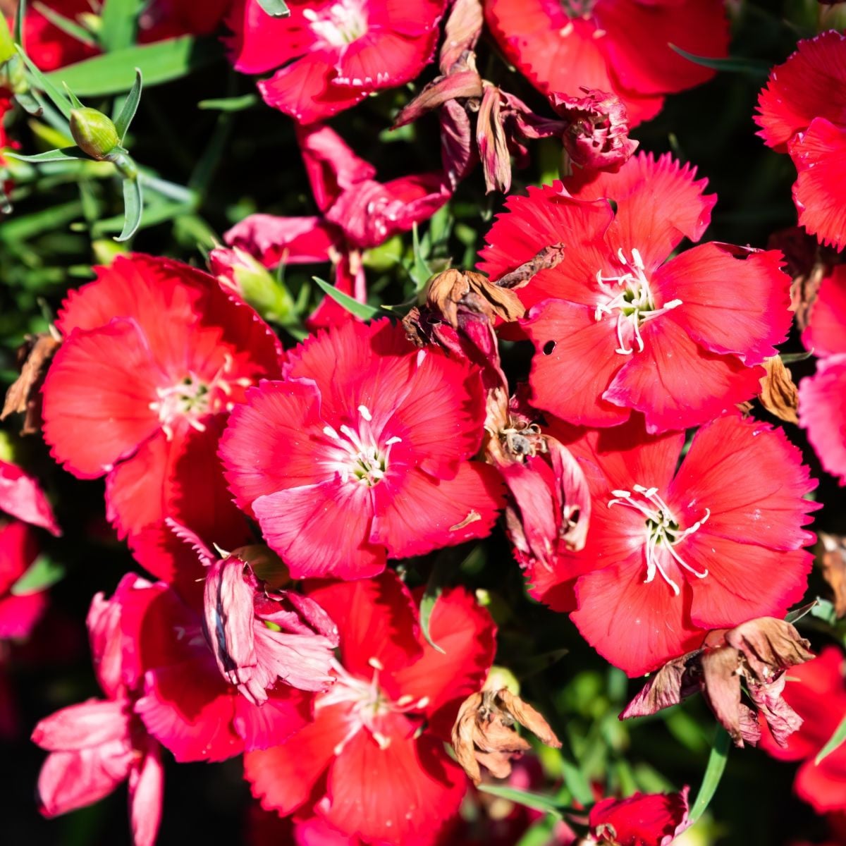 Hvozdík Chiba Red F1 - Dianthus interspecific - osivo hvozdíku - 18 ks