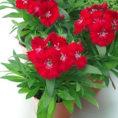 Hvozdík Chiba Red F1 - Dianthus interspecific - osivo hvozdíku - 18 ks