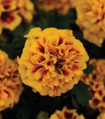 Aksamitník rozkladitý Hot Pak Fire - Tagetes patula - osivo aksamitníku - 30 ks