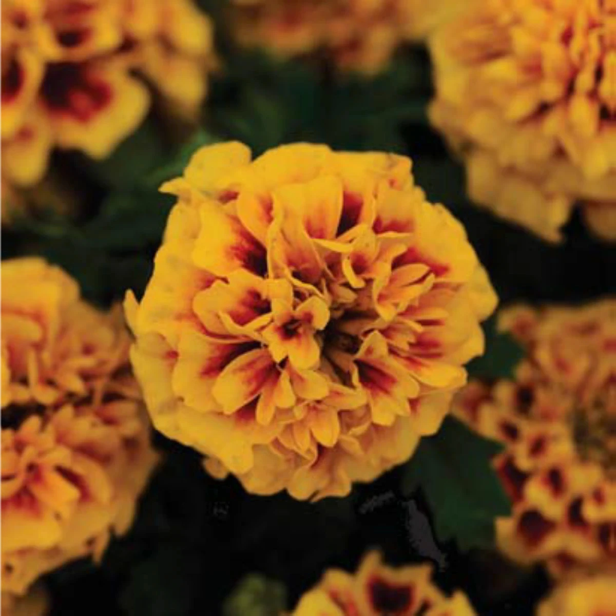 Aksamitník rozkladitý Hot Pak Fire - Tagetes patula - osivo aksamitníku - 30 ks