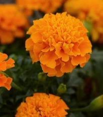 Aksamitník rozkladitý Hot Pak Orange - Tagetes patula - osivo aksamitníku - 30 ks