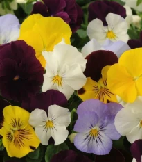 Maceška převislá Cool Wave směs barev F1 - Viola x wittrockiana - osivo macešky - 10 ks