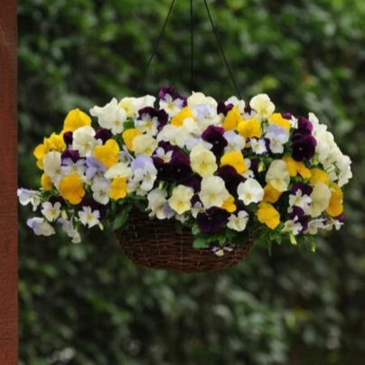 Maceška převislá Cool Wave směs barev F1 - Viola x wittrockiana - osivo macešky - 10 ks