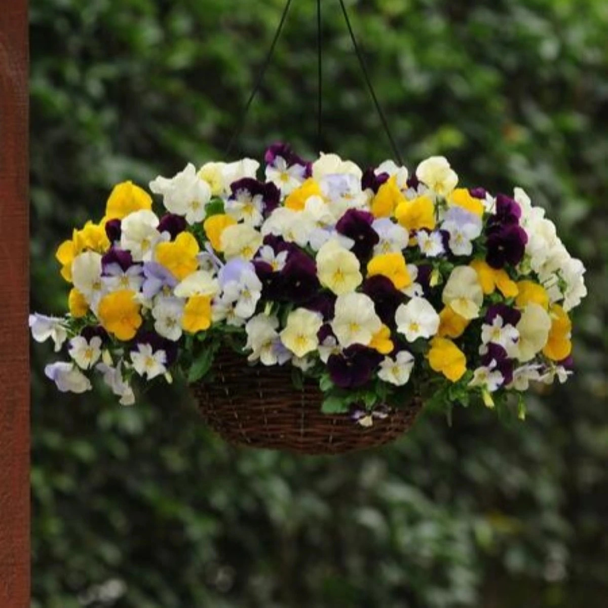 Maceška převislá Cool Wave směs barev F1 - Viola x wittrockiana - osivo macešky - 10 ks