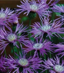 Ambrózie ostnitá Desert Star - Amberboa muricata - osivo ambrózie - 50 ks