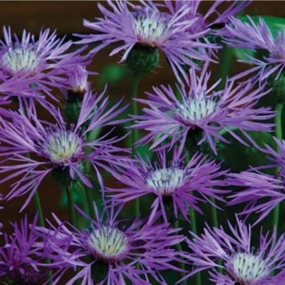 Ambrózie ostnitá Desert Star - Amberboa muricata - osivo ambrózie - 50 ks