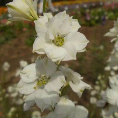 Ostrožka rolní bílá - Consolida regalis - osivo ostrožky - 100 ks