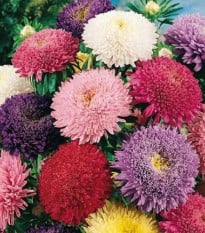 Astra čínská Princezna směs barev - Callistephus chinensis - osivo astry - 1 g