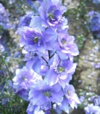 Ostrožka rolní fialová - Consolida regalis - osivo ostrožky - 100 ks