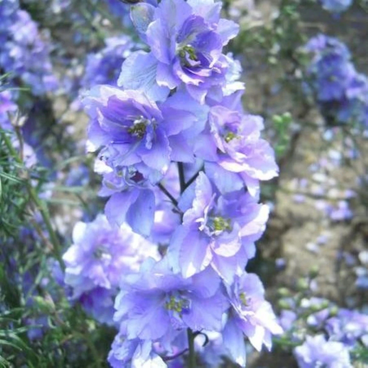 Ostrožka rolní fialová - Consolida regalis - osivo ostrožky - 100 ks