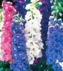 Ostrožka rolní směs barev - Consolida regalis - osivo ostrožky - 100 ks