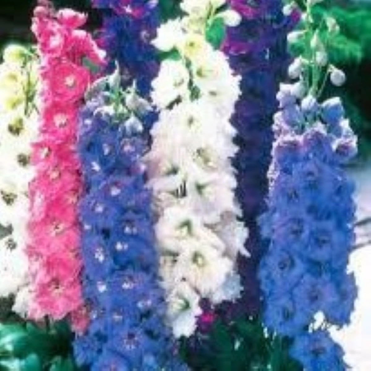 Ostrožka rolní směs barev - Consolida regalis - osivo ostrožky - 100 ks