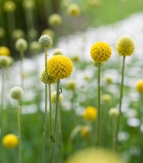 Kraspédie kulovitá Trommelstock - Craspedia globosa - osivo kraspédie - 170 ks