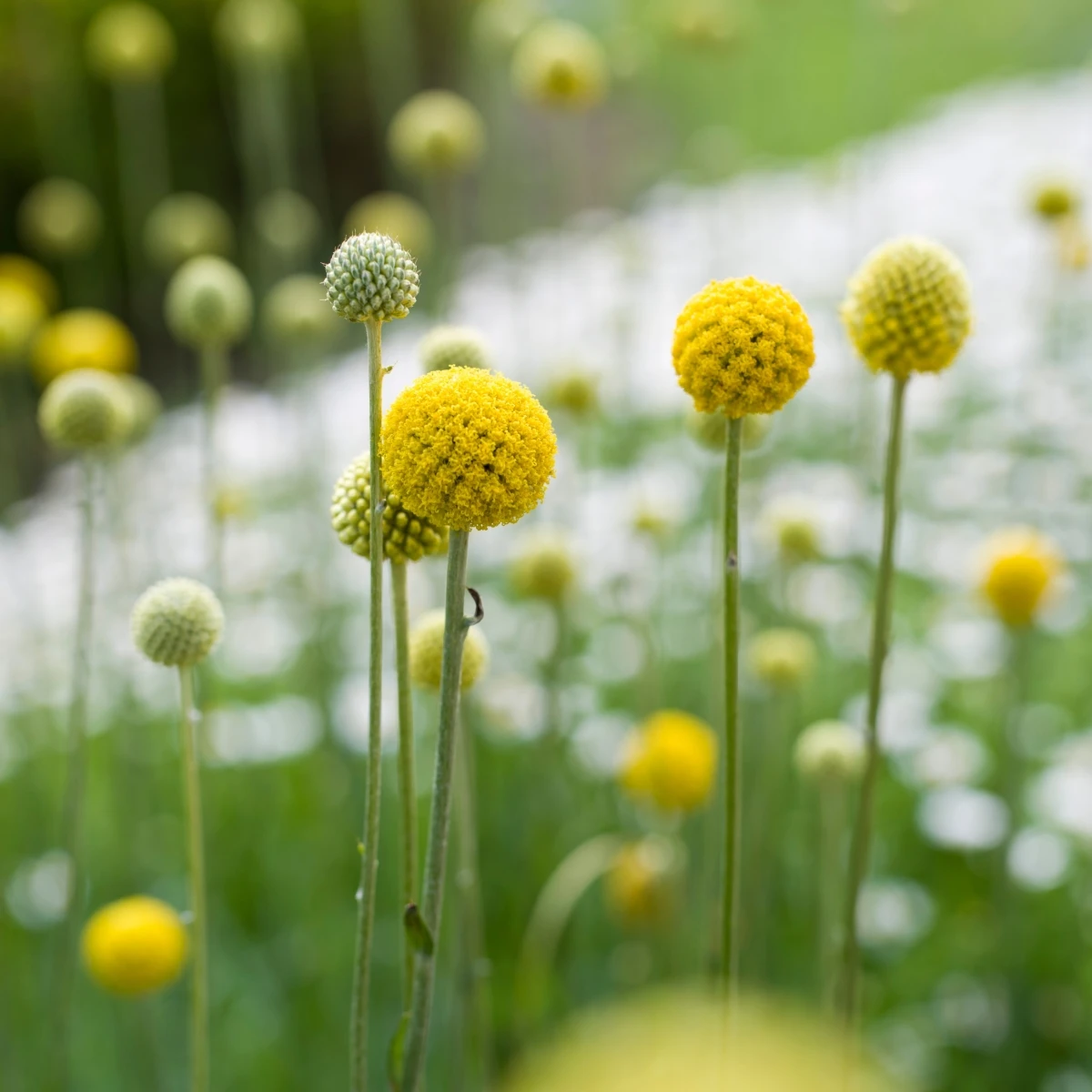Kraspédie kulovitá Trommelstock - Craspedia globosa - osivo kraspédie - 170 ks