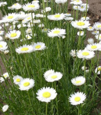 Smilek bílý - Helipterum roseum - osivo smilku - 0,5 g