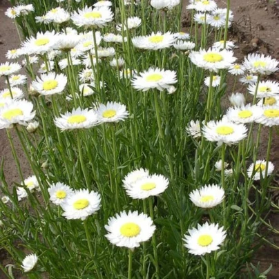 Smilek bílý - Helipterum roseum - osivo smilku - 0,5 g