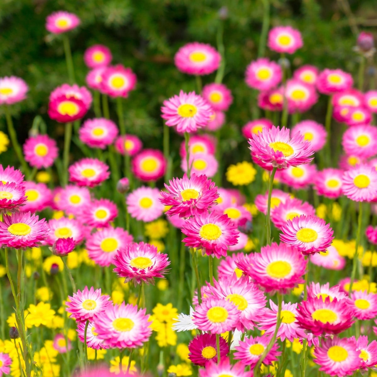 Smilek růžový -  Helipterum roseum - osivo smilku - 0,5 g