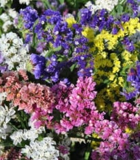 Limonka chobotnatá QIS směs barev - Limonium sinuatum - osivo limonky - 50 ks