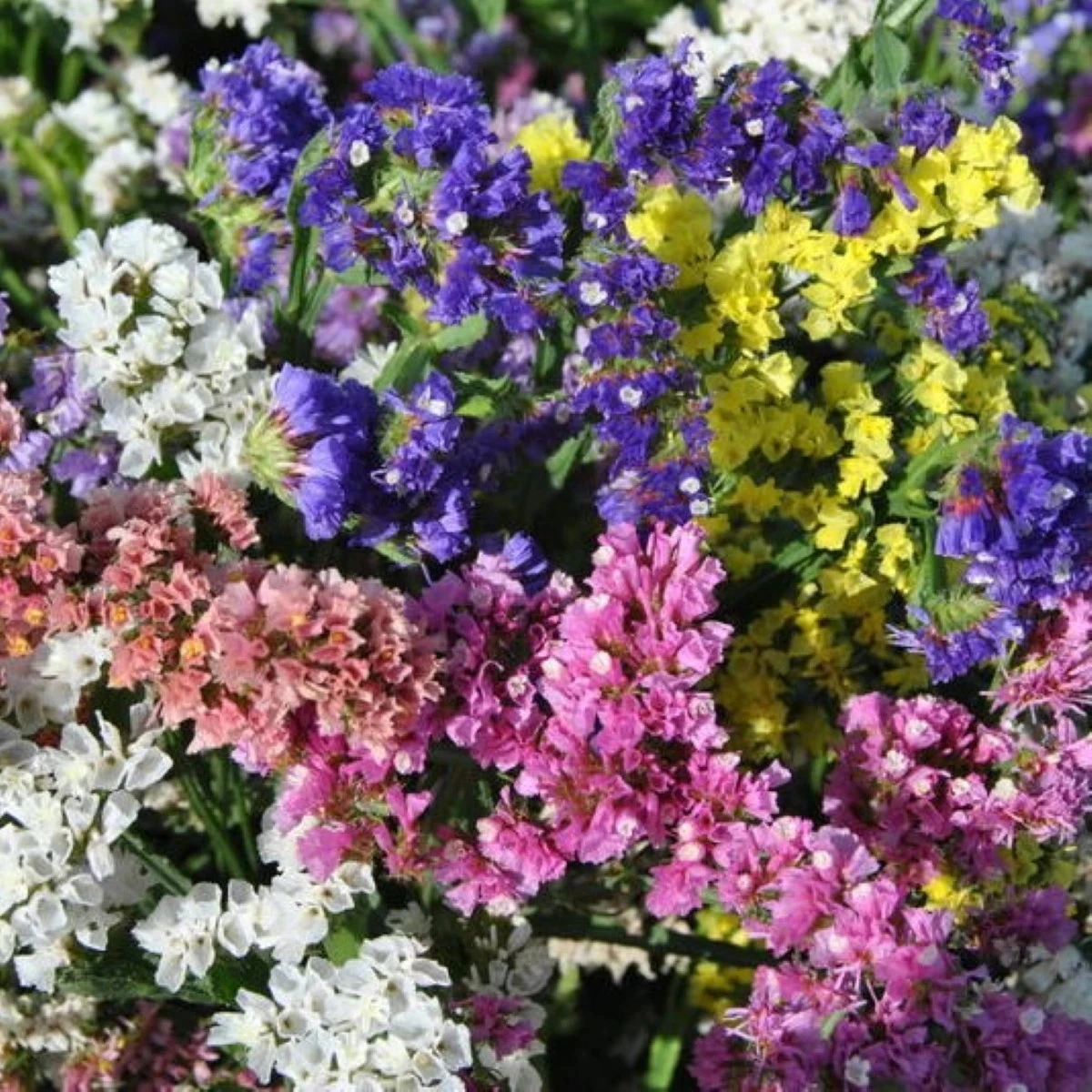Limonka chobotnatá QIS směs barev - Limonium sinuatum - osivo limonky - 50 ks