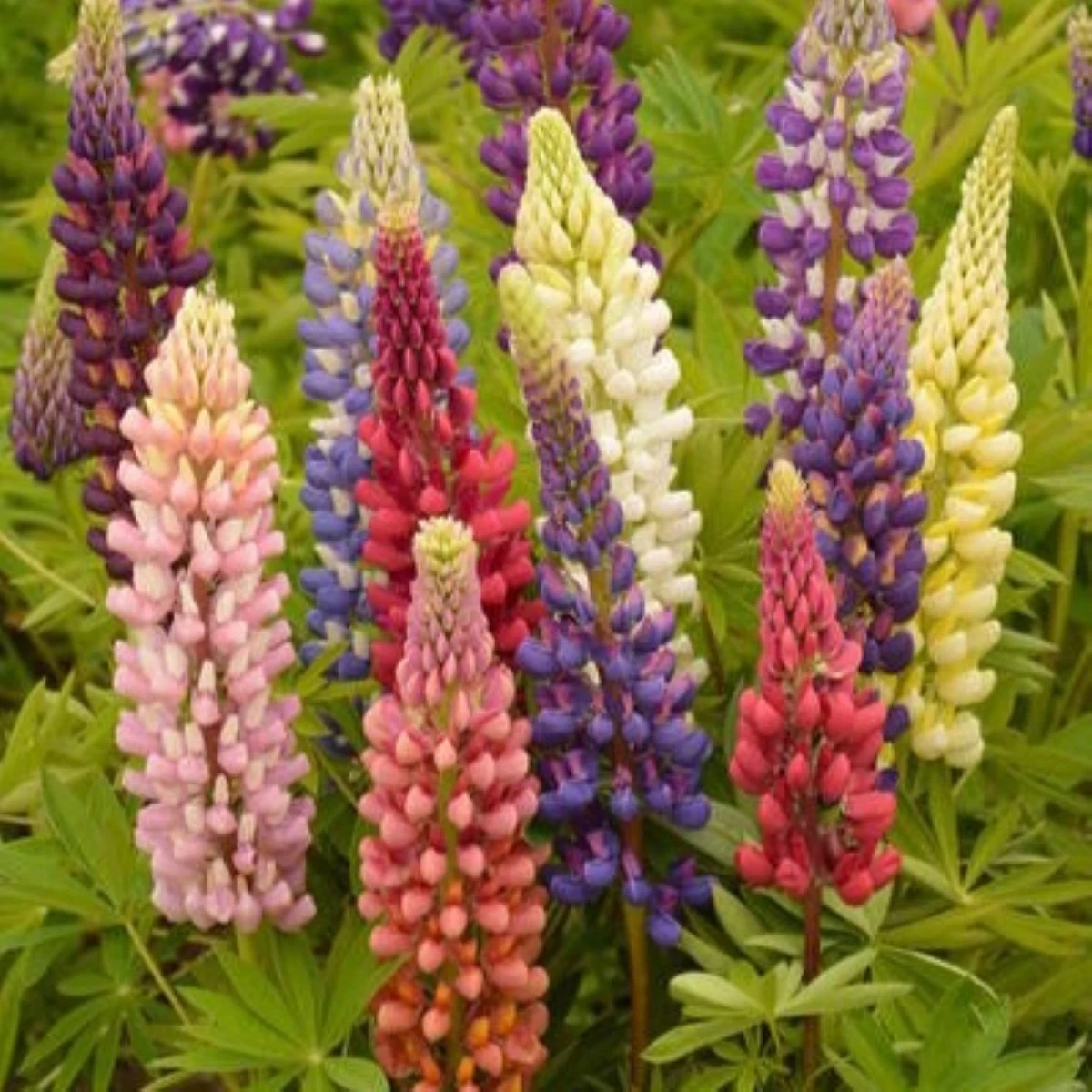 Lupina mnoholistá Russel Mix - Lupinus polyphyllus - osivo lupiny - 20 ks