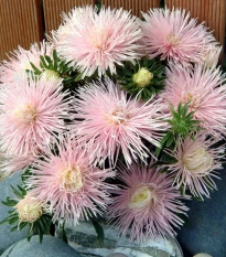 Astra čínská Starlight Light Pink - Callistephus chinensis - osivo astry - 50 ks