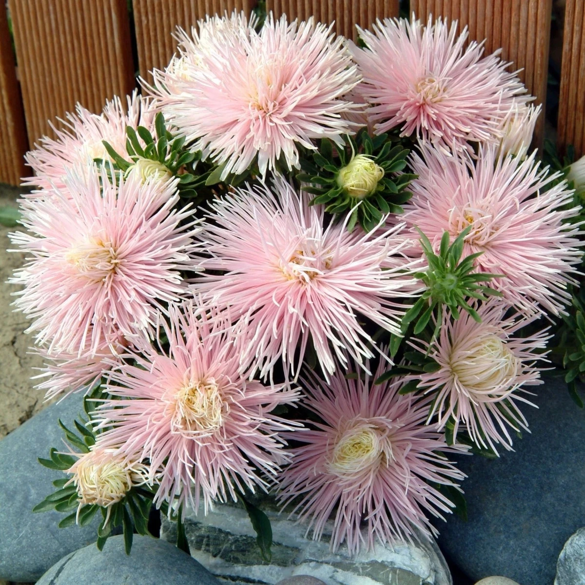 Astra čínská Starlight Light Pink - Callistephus chinensis - osivo astry - 50 ks