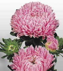 Astra čínská Matador Salmon Pink - Callistephus chinensis - osivo astry - 50 ks