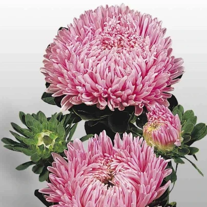 Astra čínská Matador Salmon Pink - Callistephus chinensis - osivo astry - 50 ks