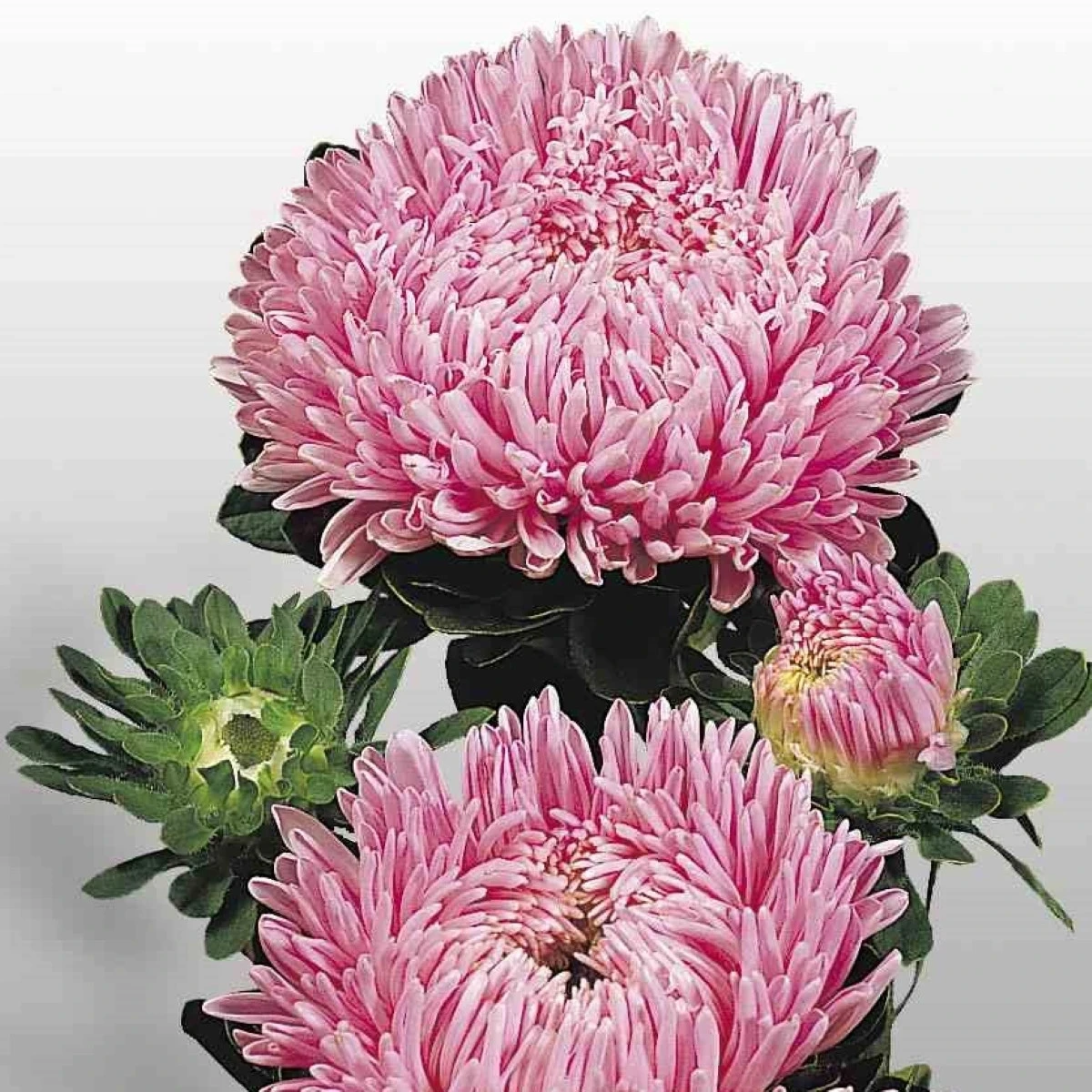 Astra čínská Matador Salmon Pink - Callistephus chinensis - osivo astry - 50 ks