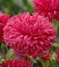 Astra čínská King Size Red - Callistephus chinensis - osivo astry - 50 ks