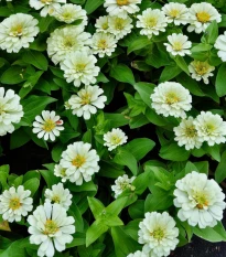 Ostálka elegantní plnokvětá bílá Profusion Double White - Zinnia elegans - osivo ostálky - 15 ks