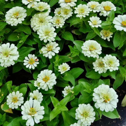 Ostálka elegantní plnokvětá bílá Profusion Double White - Zinnia elegans - osivo ostálky - 15 ks
