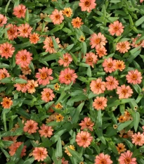 Ostálka elegantní plnokvětá růžová Profusion Double Deep Salmon - Zinnia elegans - osivo ostálky - 15 ks