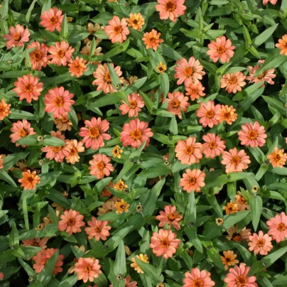 Ostálka elegantní plnokvětá růžová Profusion Double Deep Salmon - Zinnia elegans - osivo ostálky - 15 ks