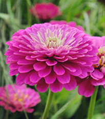Ostálka jiřinkokvětá Purple Prince - Zinnia elegans - osivo ostálky - 50 ks