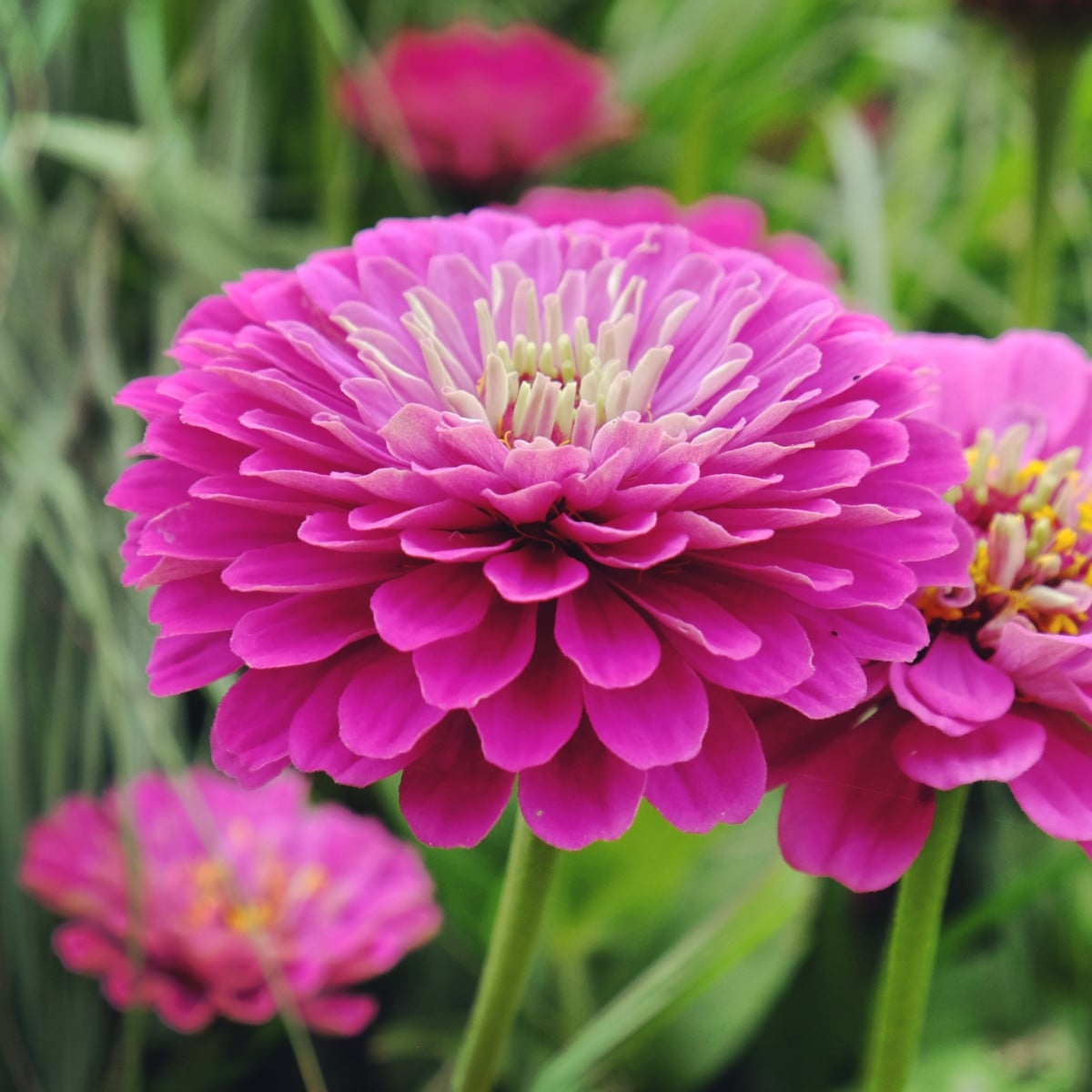 Ostálka jiřinkokvětá Purple Prince - Zinnia elegans - osivo ostálky - 50 ks