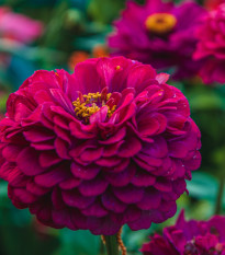 Ostálka jiřinkokvětá Illumination - Zinnia elegans - osivo ostálky - 50 ks