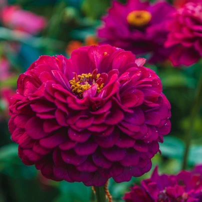 Ostálka jiřinkokvětá Illumination - Zinnia elegans - osivo ostálky - 50 ks