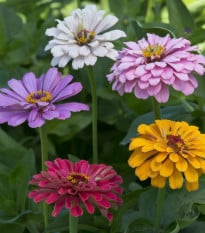 Ostálka jiřinkokvětá Field Grown Mixure - Zinnia elegans - osivo ostálky - 50 ks