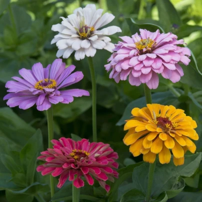 Ostálka jiřinkokvětá Field Grown Mixure - Zinnia elegans - osivo ostálky - 50 ks